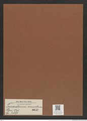 Triceratium venustum Witt. (de-Toni-Nr.: Genus 140, Species 3887) Zeichnungen Sammlung Grunow Mappe 03922 (Herbarium_W_Grunow_drawings_Folder_03922)
